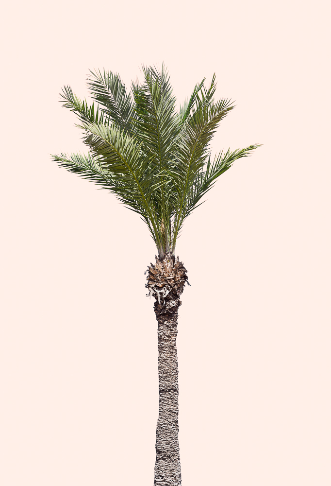 LIGHT PINK PALM TREE