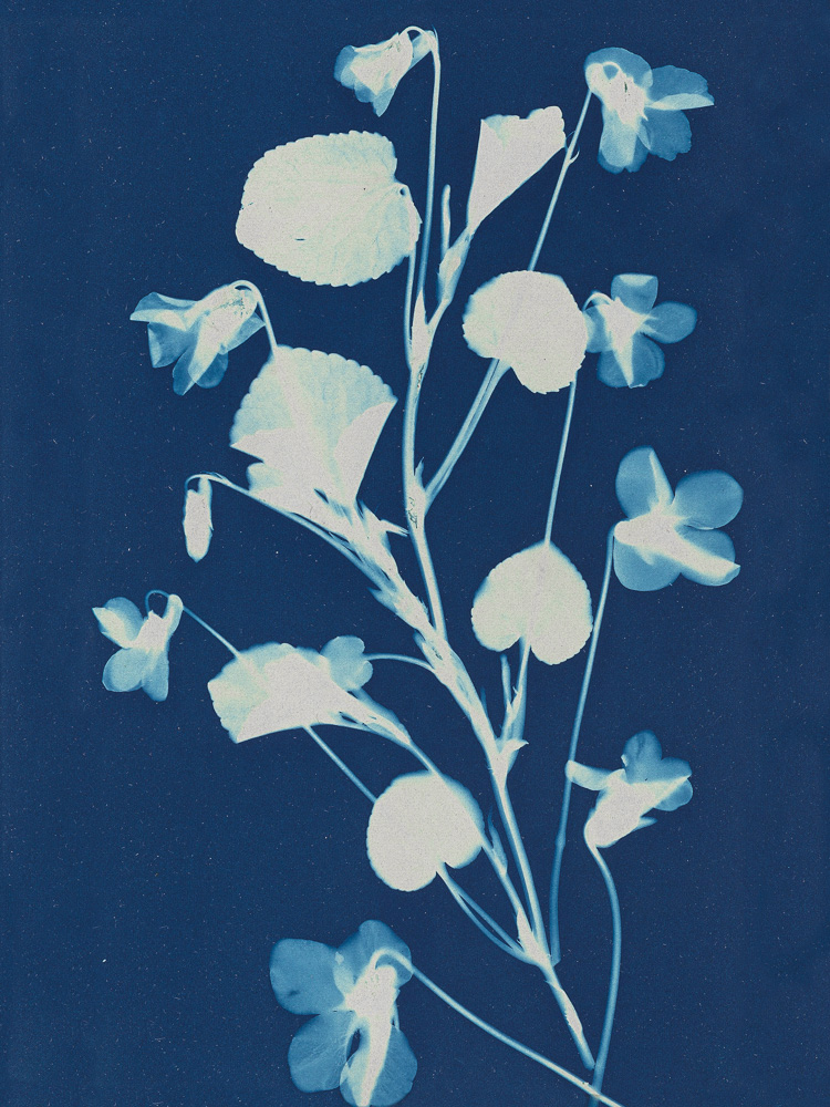 Cyanotype - Fleurs