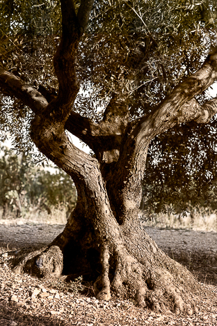 OLIVIERS DE PROVENCE 1