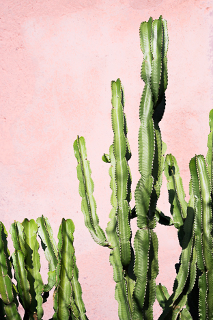 Plants on Pink - Cactus