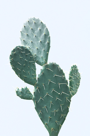 PLANT ON BLUE - CACTUS