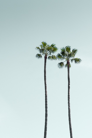 LOS ANGELES PALM TREES