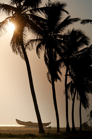 SUNSET COCONUT TREES