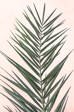 LIGHT PINK - PALM LEAF