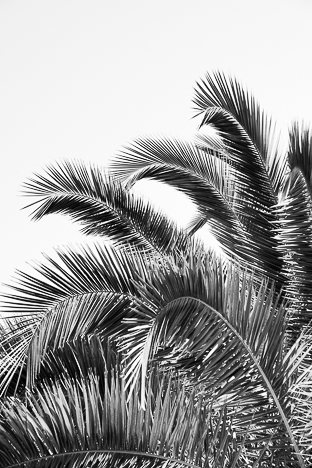 PALM LEAVES B&W