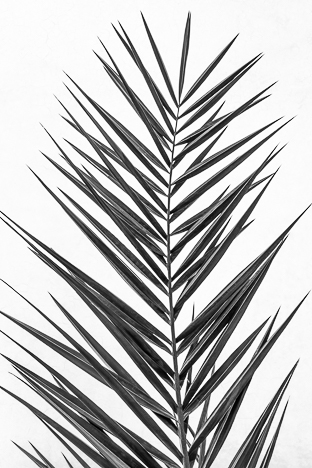 PALM LEAF B&W