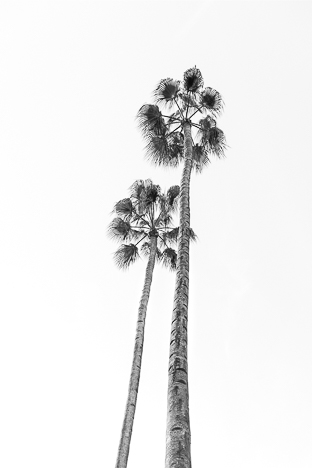 B&W PALM TREES 1