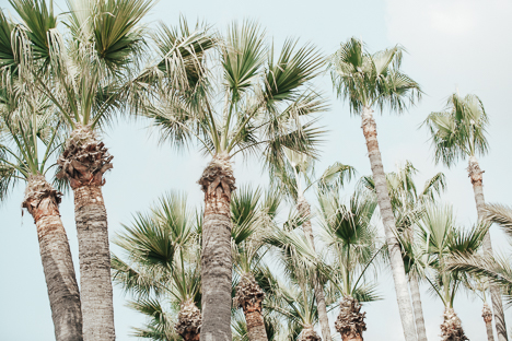 VINTAGE PALM TREES