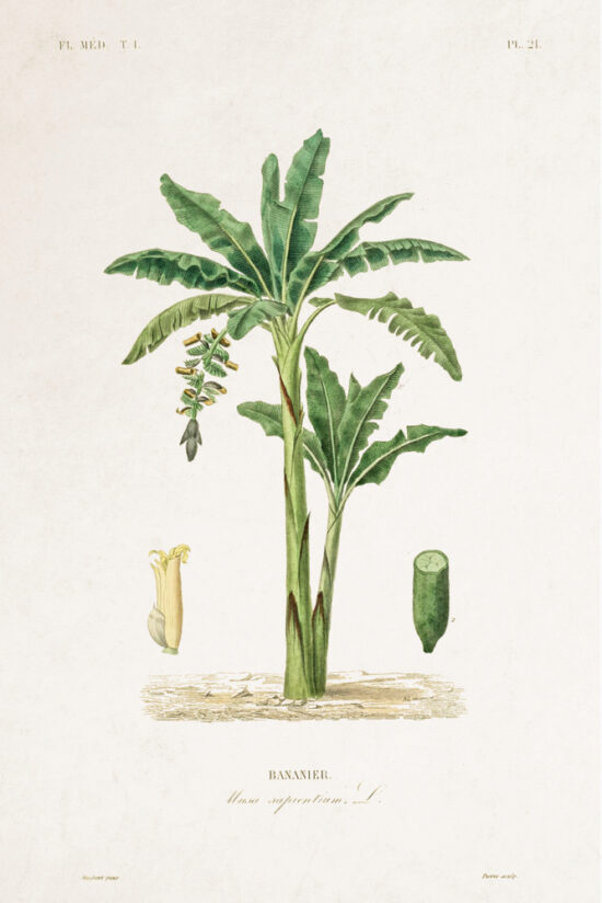 Planche Botanique - Bananier 2