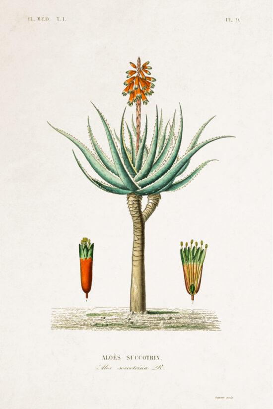 Planche Botanique - Aloe
