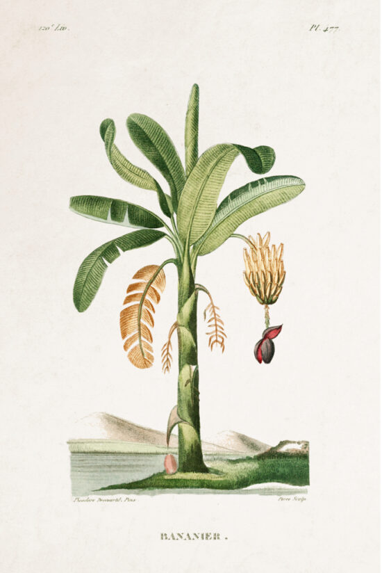 Planche Botanique - Bananier 1