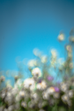 Blur Flowers