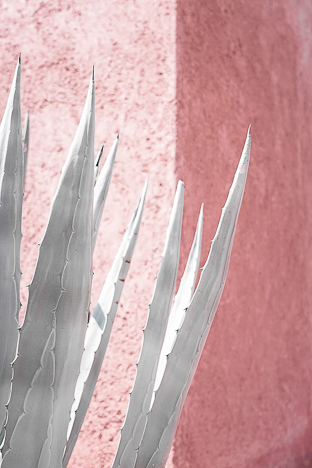 Agave on Pink