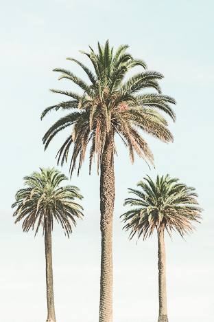 3 palmiers Vintage