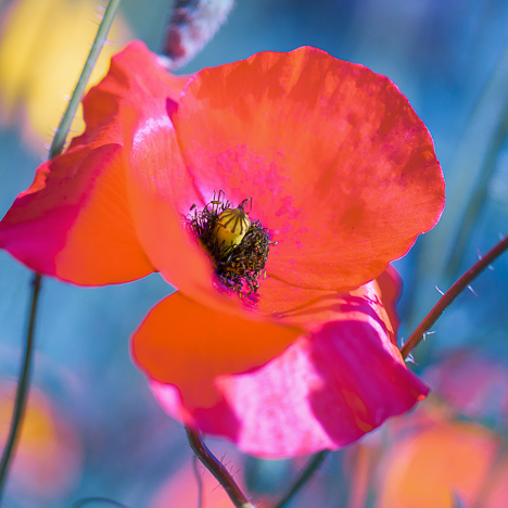 POP FLOWERS III