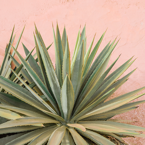 PALM ON PINK N.4