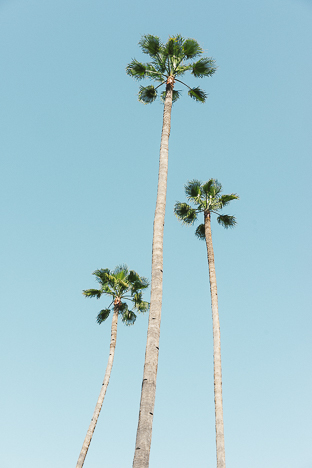 Trio de palmiers