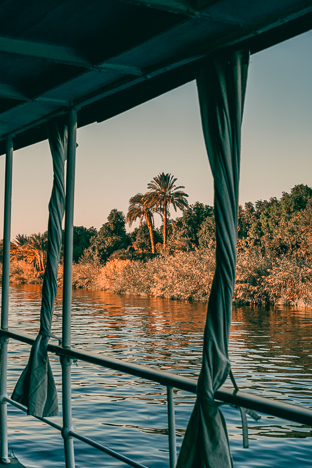 Nile palms