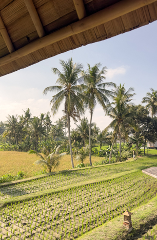 Window to Ubud