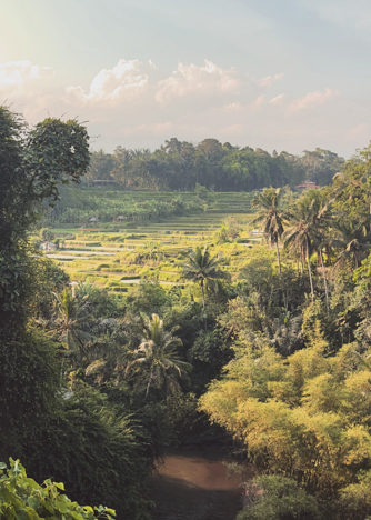 Ubud Rice Fields